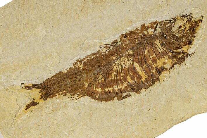 Detailed Fossil Fish (Knightia) - Wyoming #186456
